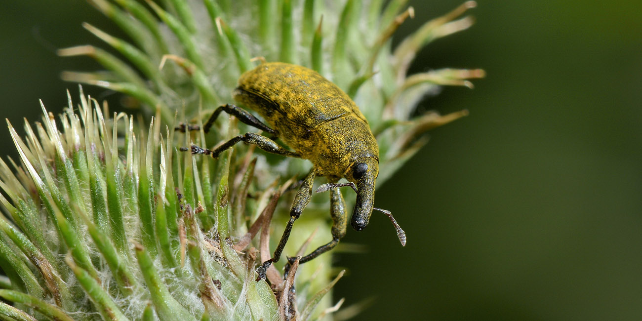 Curculionidae: Larinus sp?  S !,  Larinus (Phyllonomeus) sturnus